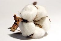 :pl_natural_cotton